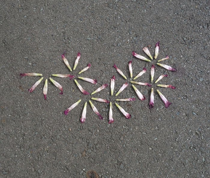 朝顔を並べてみた20250819