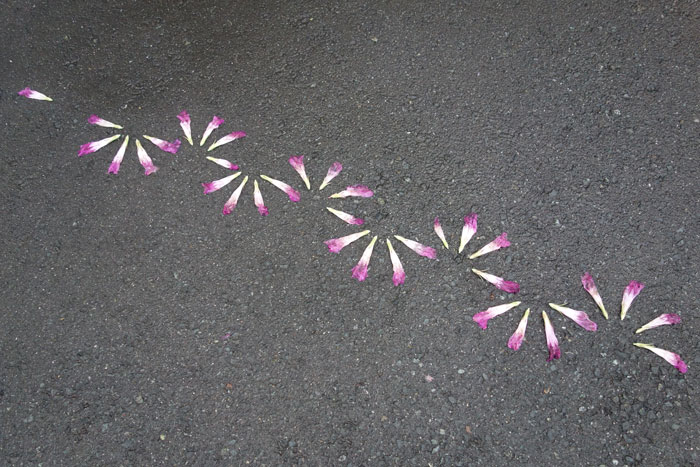 朝顔を並べてみた20250820