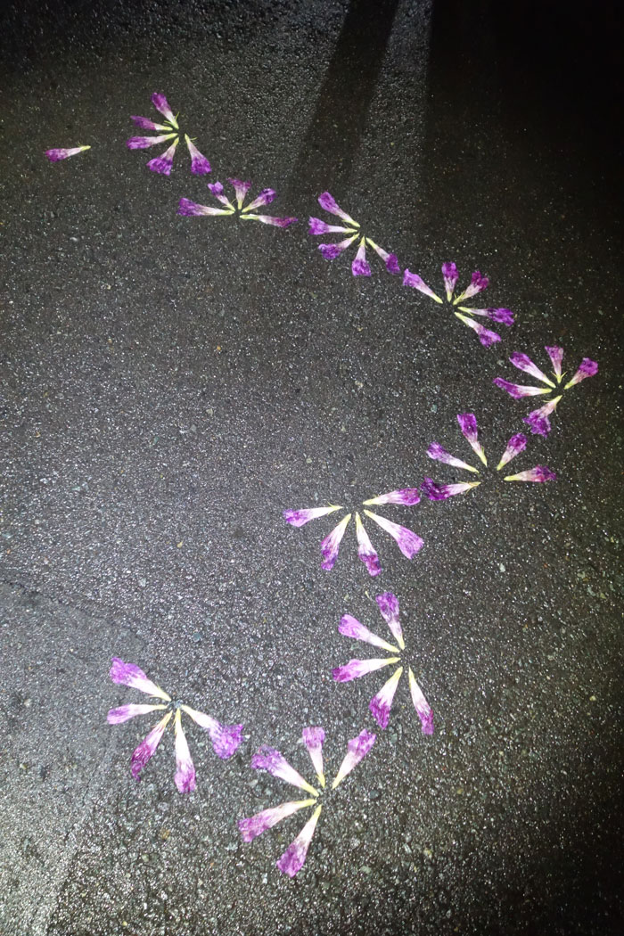 朝顔を並べてみた20250821