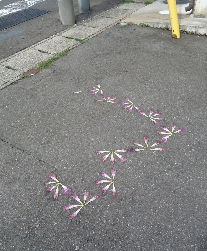 朝顔を並べてみた20250821