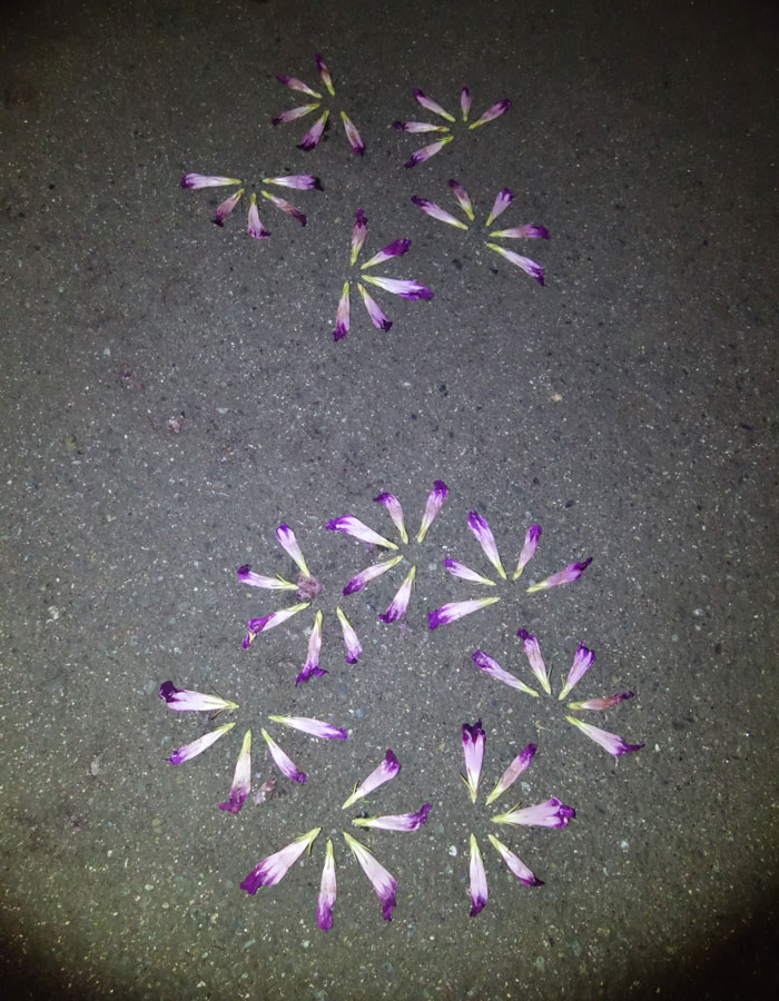 朝顔を並べてみた20250821