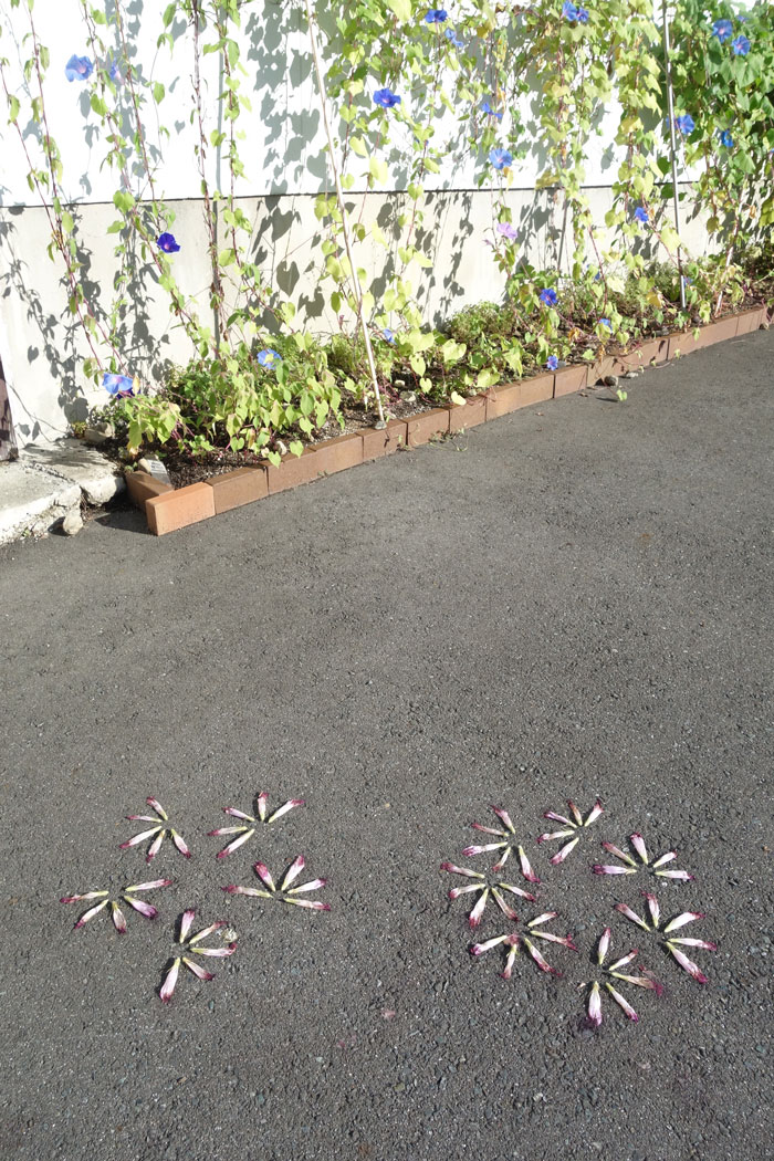 朝顔を並べてみた20250822