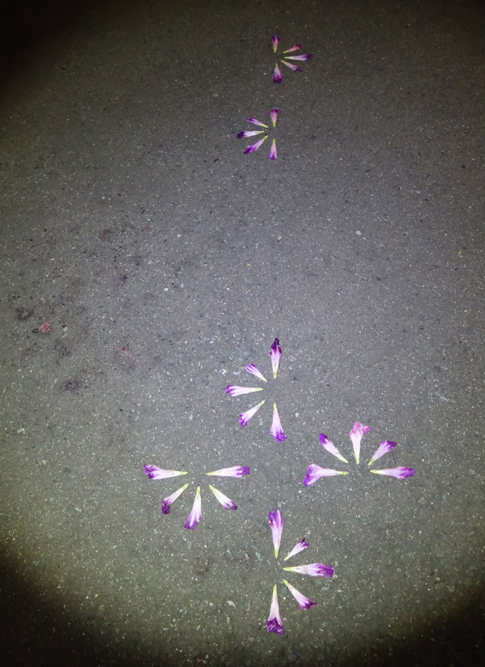 朝顔を並べてみた20250822