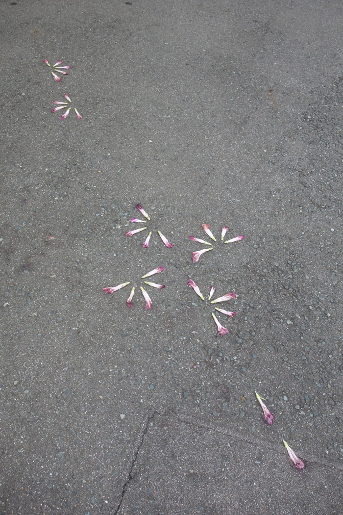 朝顔を並べてみた20250823