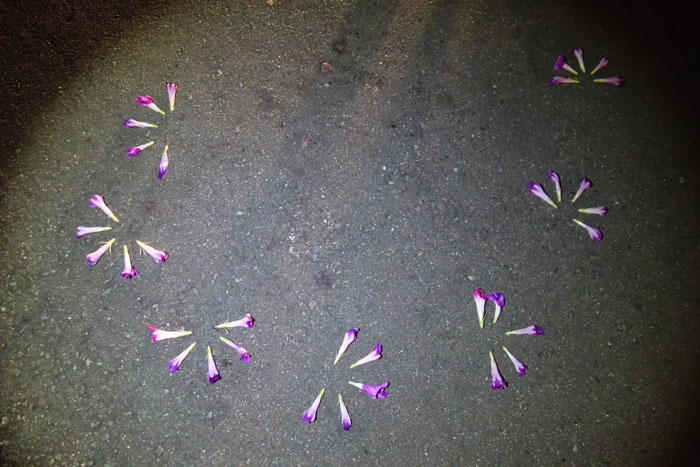 朝顔を並べてみた20250823