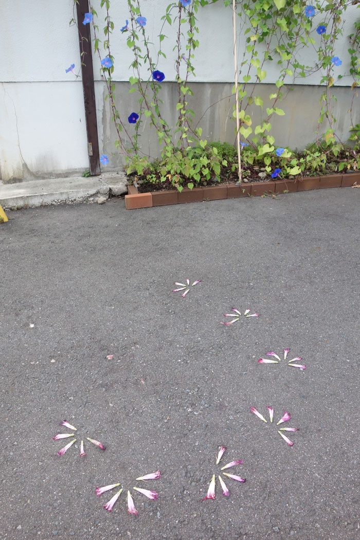 朝顔を並べてみた20250824