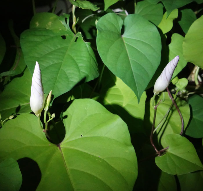 朝顔を並べてみた20250824