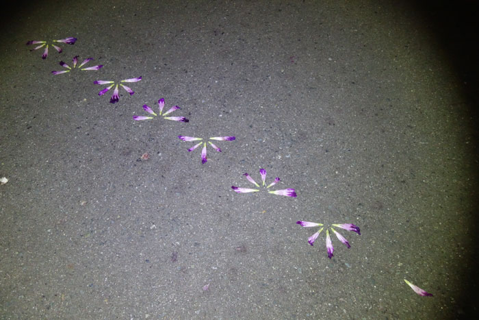 朝顔を並べてみた20250824