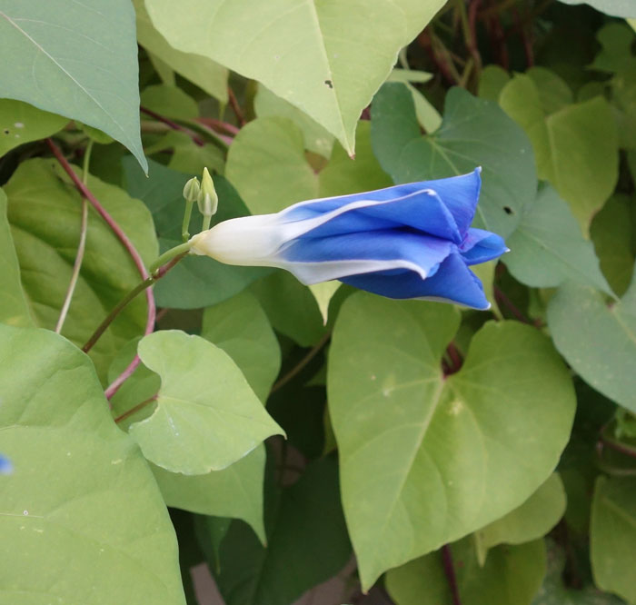 朝顔を並べてみた20250825