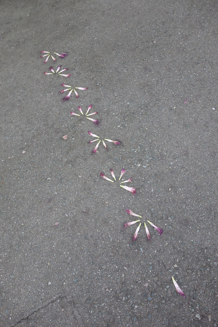 朝顔を並べてみた20250825