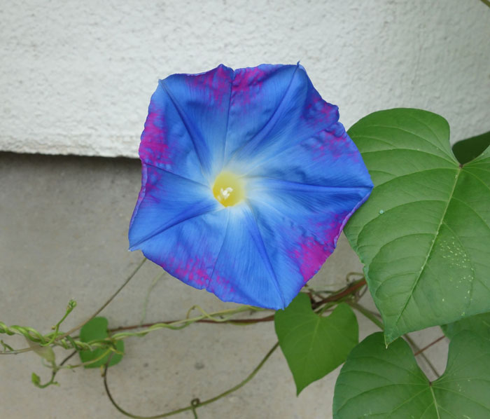 朝顔を並べてみた20250825