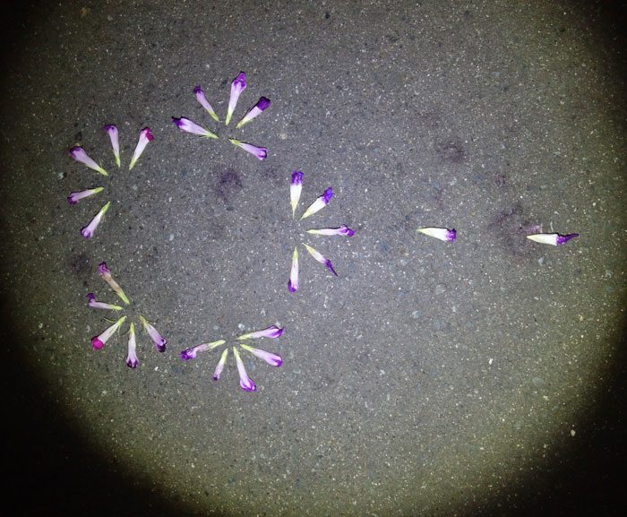 朝顔を並べてみた20250825