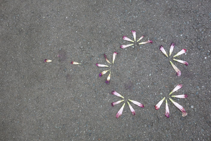 朝顔を並べてみた20250826