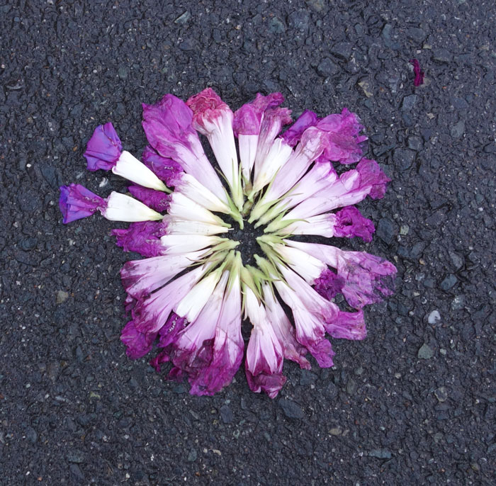 朝顔を並べてみた20250827