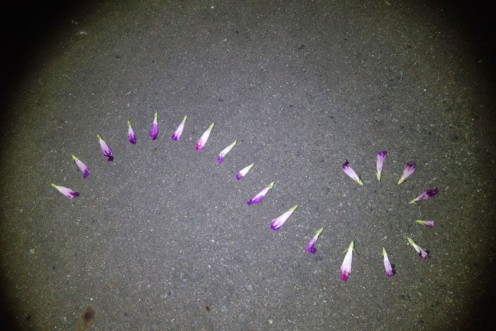 朝顔を並べてみた20250828