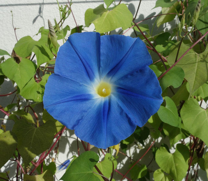 朝顔を並べてみた20250828