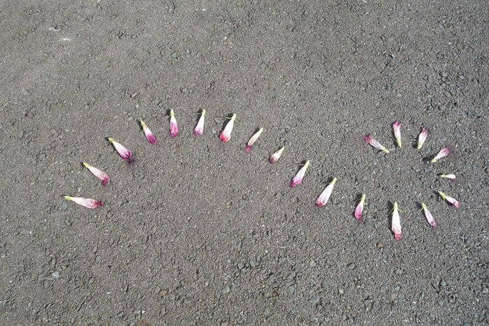 朝顔を並べてみた20250828