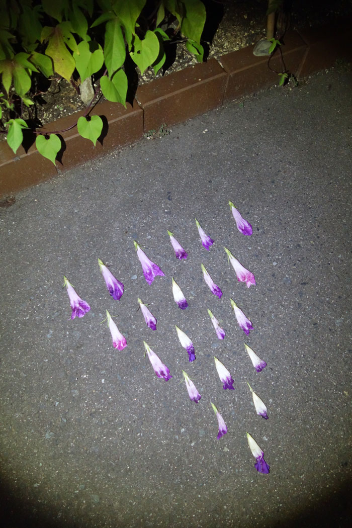 朝顔を並べてみた20250828