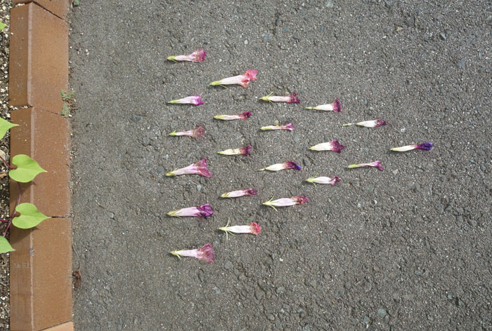 朝顔を並べてみた20250829