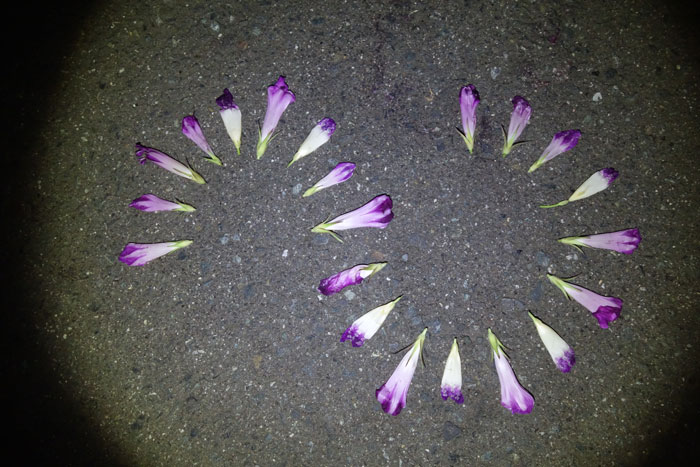 朝顔を並べてみた20250829