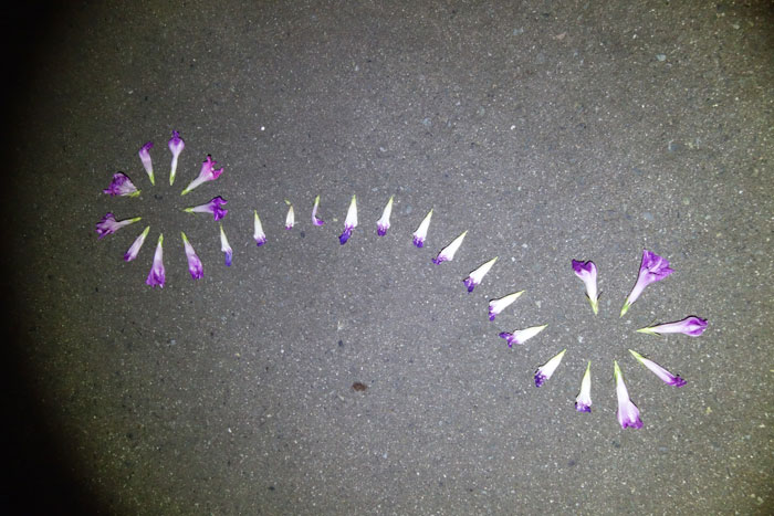 朝顔を並べてみた20250831