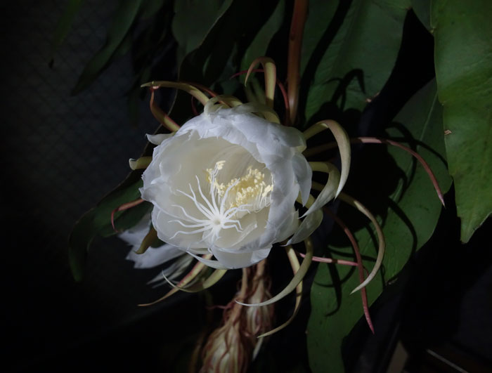 朝顔を並べてみた20250831