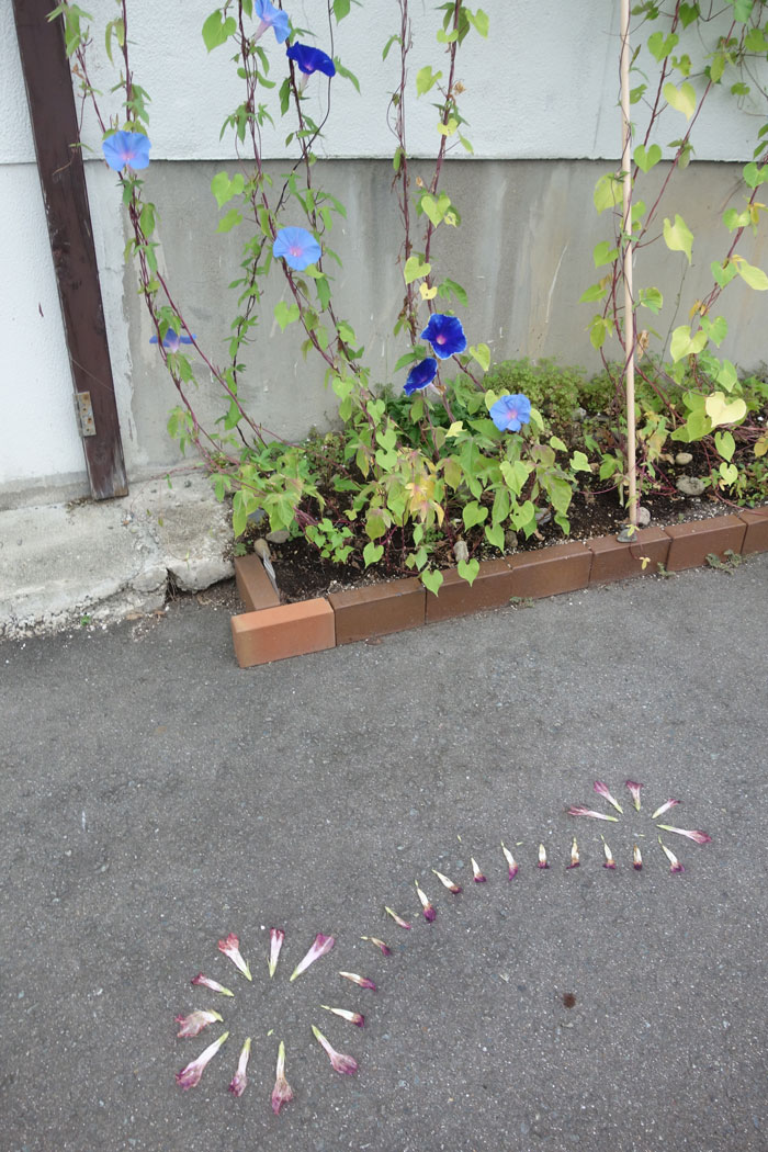 朝顔を並べてみた20250901