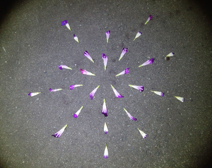 朝顔を並べてみた20250901