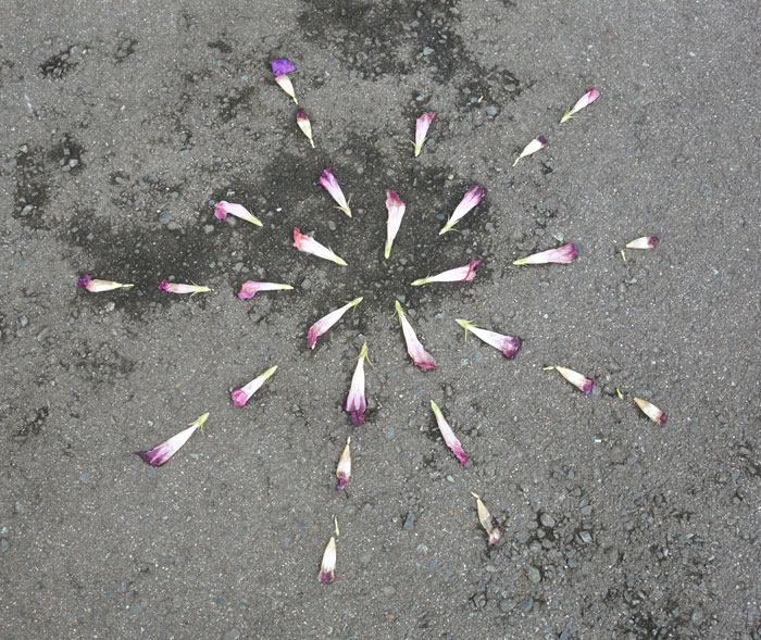 朝顔を並べてみた20250902