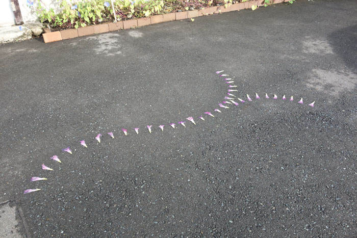 朝顔を並べてみた20250903