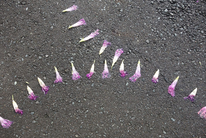 朝顔を並べてみた20250903