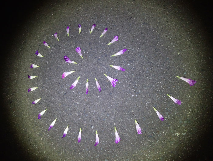 朝顔を並べてみた20250903