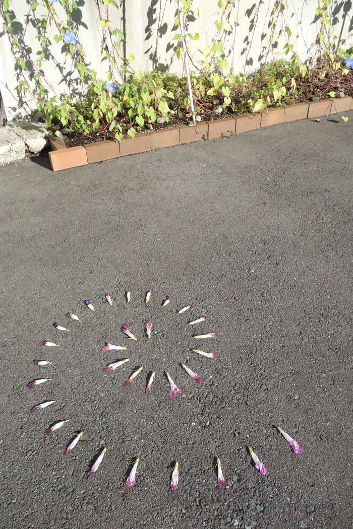 朝顔を並べてみた20250904