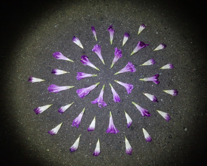 朝顔を並べてみた20250904