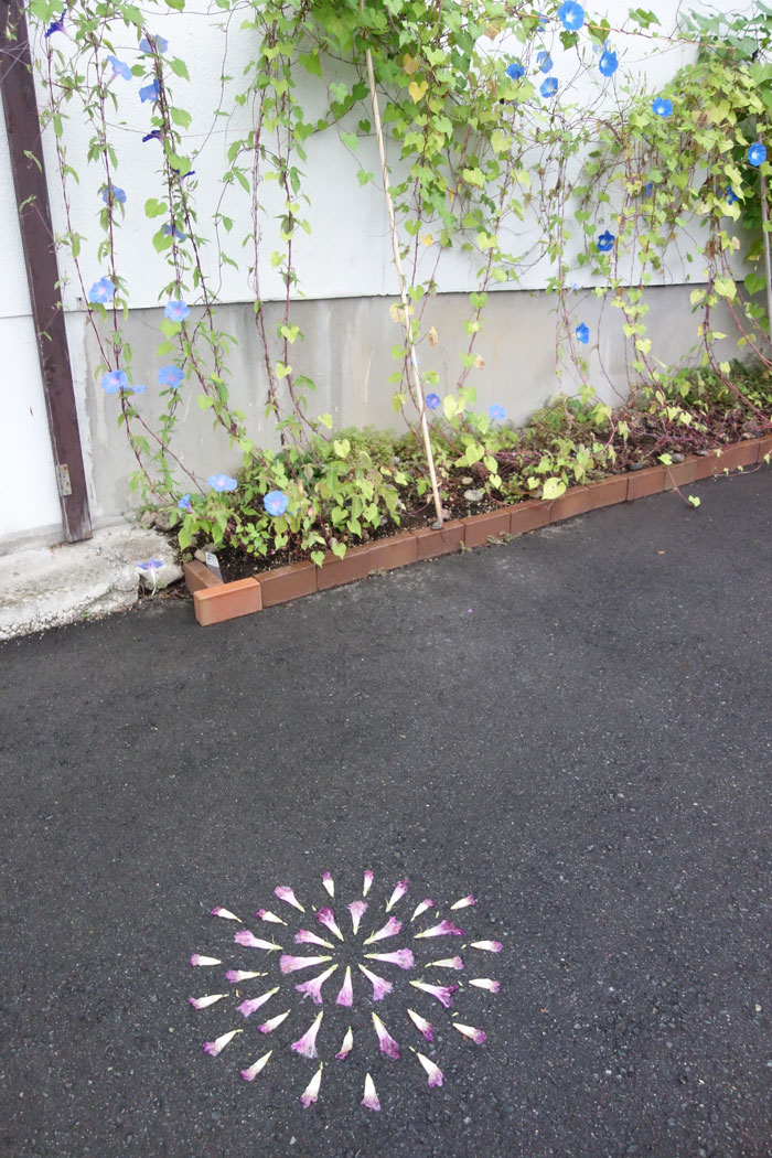 朝顔を並べてみた20250905