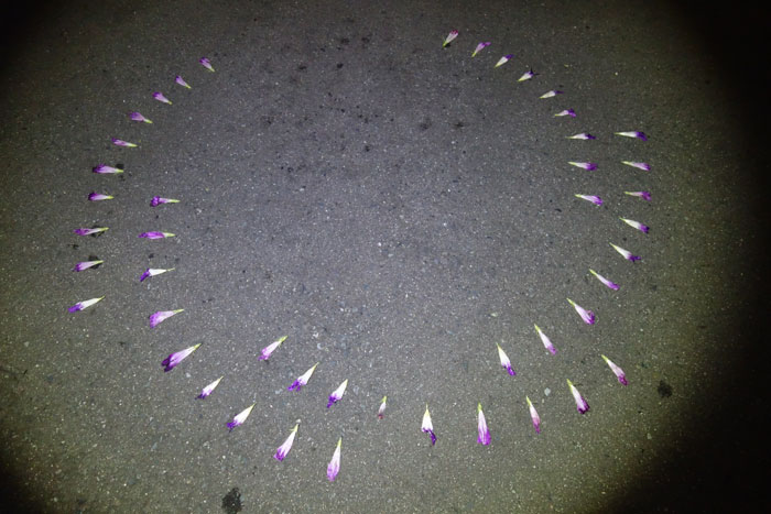 朝顔を並べてみた20250905