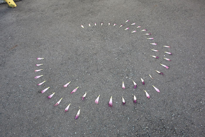 朝顔を並べてみた20250906