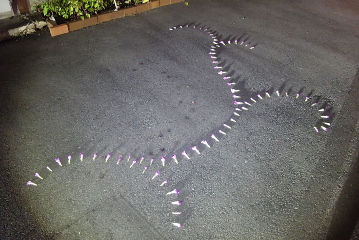 朝顔を並べてみた20250906