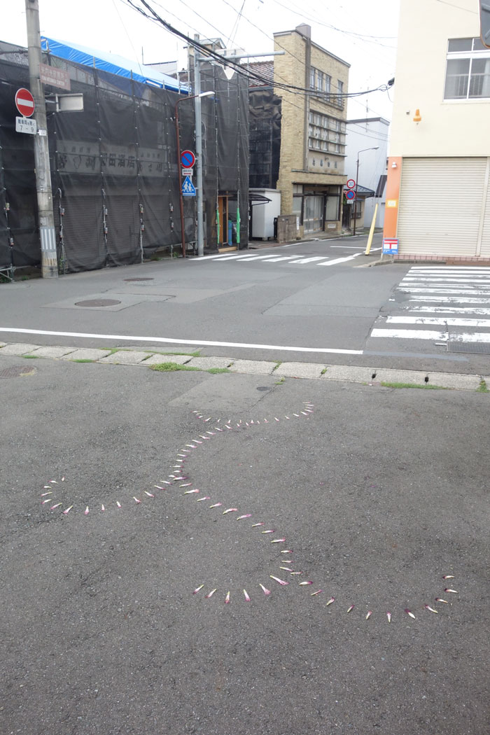 朝顔を並べてみた20250907