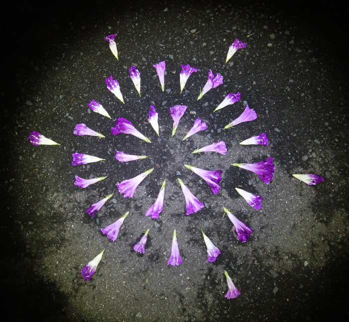 朝顔を並べてみた20250907