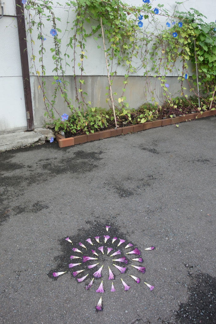 朝顔を並べてみた20250908