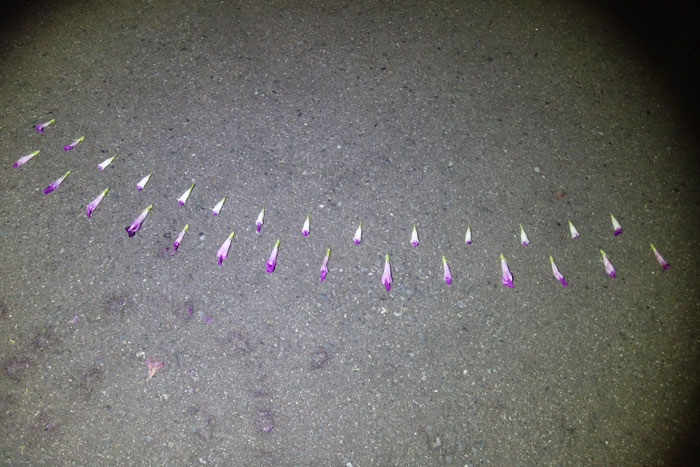 朝顔を並べてみた20250908