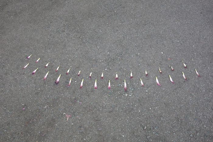 朝顔を並べてみた20250909