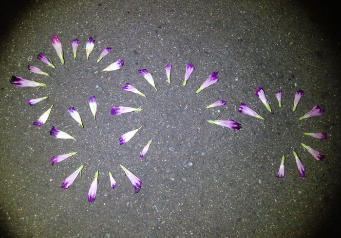 朝顔を並べてみた20250909