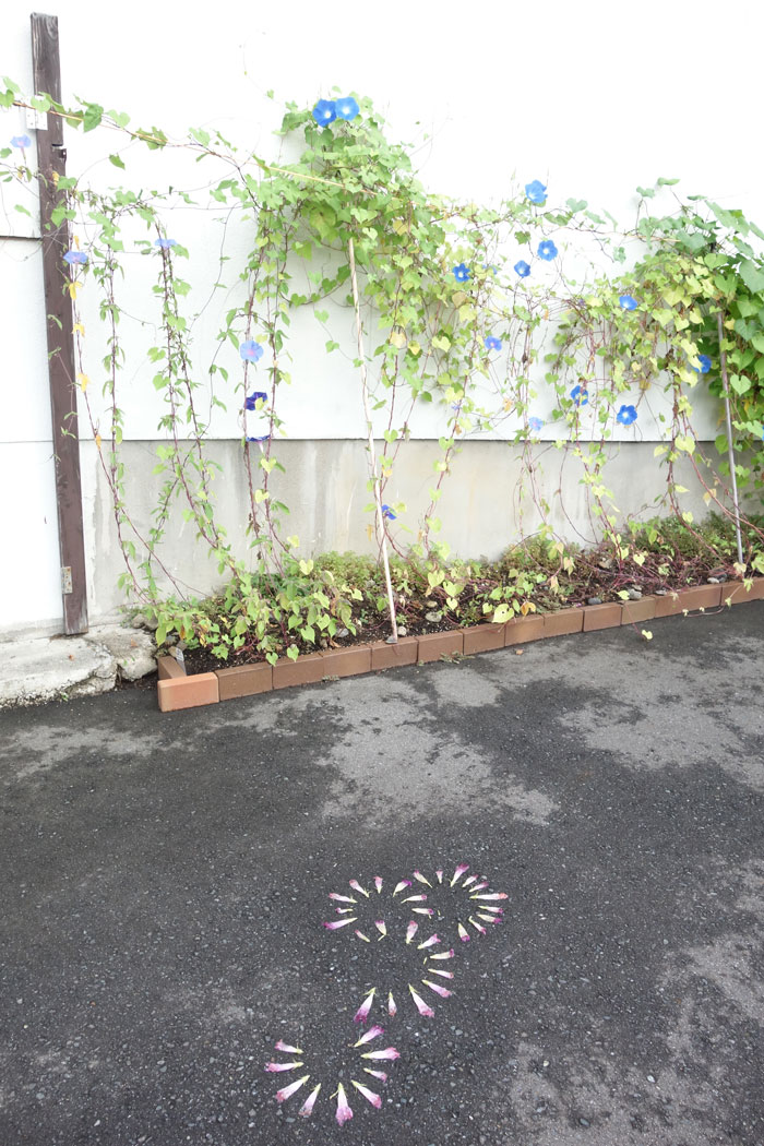 朝顔を並べてみた20250910