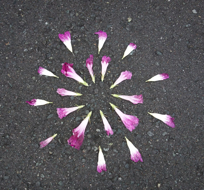 朝顔を並べてみた20250911