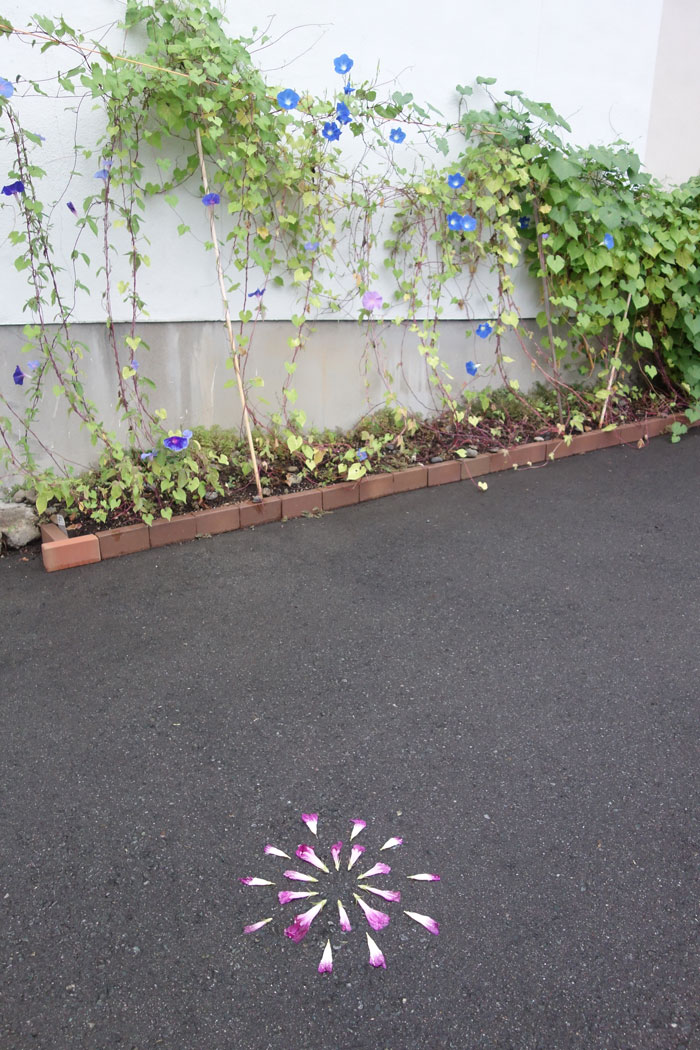 朝顔を並べてみた20250911