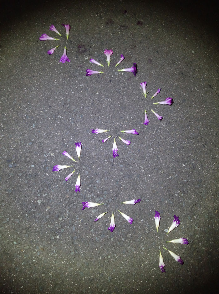 朝顔を並べてみた20250911