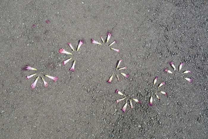 朝顔を並べてみた20250912