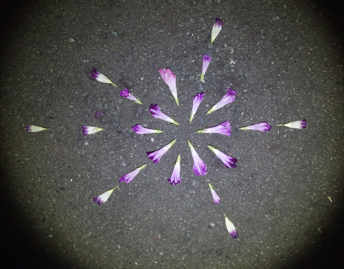 朝顔を並べてみた20250912